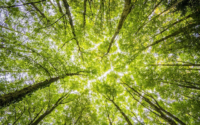 bomen